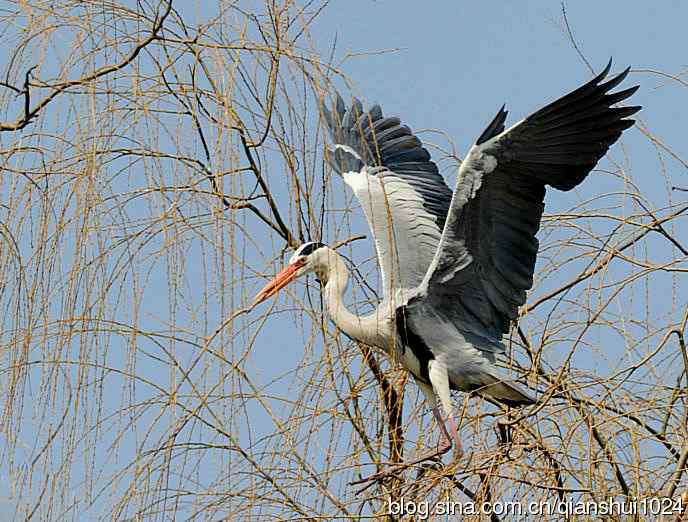 蓝天下勤劳的苍鹭
