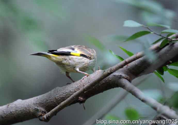 北京天坛公园的鸟类——羽翼未丰的金翅鸟