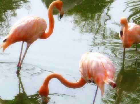 猎奇：奇特的鸟喙之二