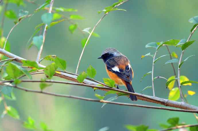 雄性北红尾鸲（20）