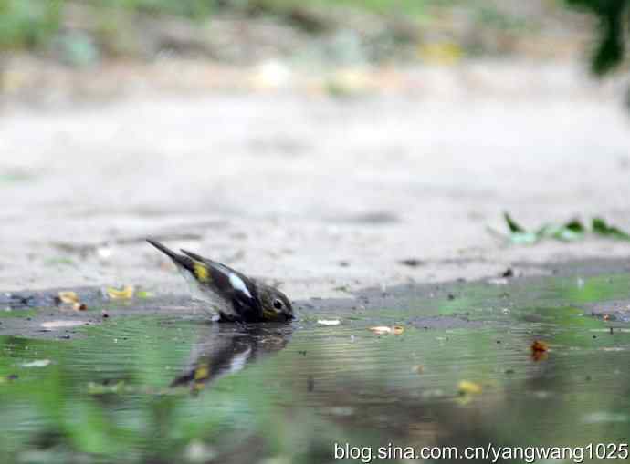 白眉姬鹟（雌性）