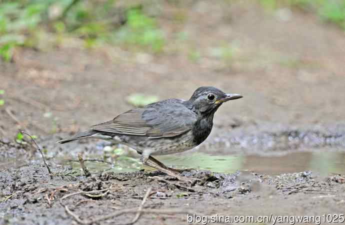 乌灰鸫(1) 乌灰鸫(1)