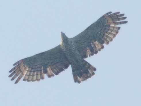 十大喜食蜂蜜动物:凤头蜂鹰 十大喜食蜂蜜动物:凤头蜂鹰
