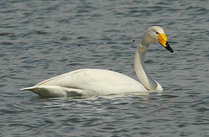 美丽而优雅 wbr颐和园白天鹅