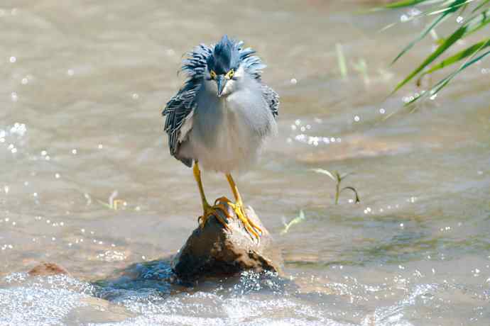 潮河渔郎绿鹭鸶☆★ 潮河渔郎绿鹭鸶☆★
