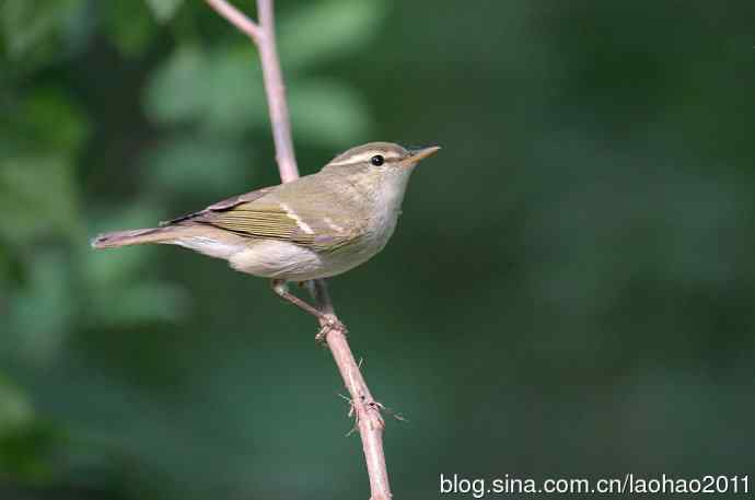 双斑绿柳莺和黄腰柳莺 双斑绿柳莺和黄腰柳莺