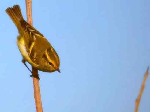 家禽驯化之源之三十一