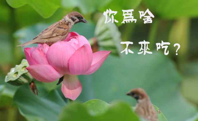 北京紫竹园公园的鸟类——雀儿的表情