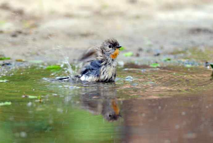 浴（红喉姬鹟）