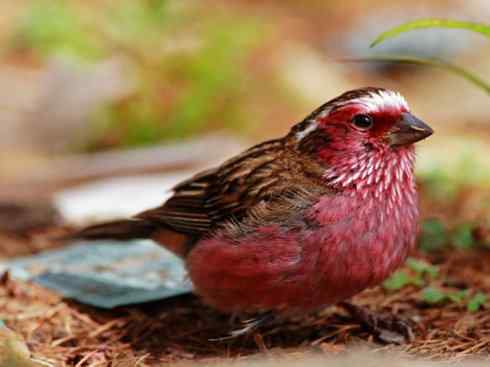 极品红色鸟类：酒红朱雀