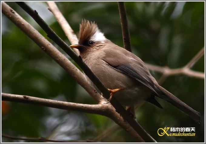 小鸟白领凤鹛【照片】