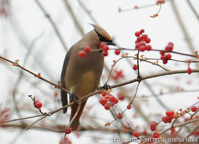 大太平.小太平(植物园) 大太平.小太平(植物园)