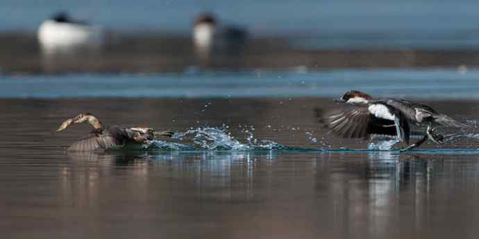 白秋沙鸭抢劫小