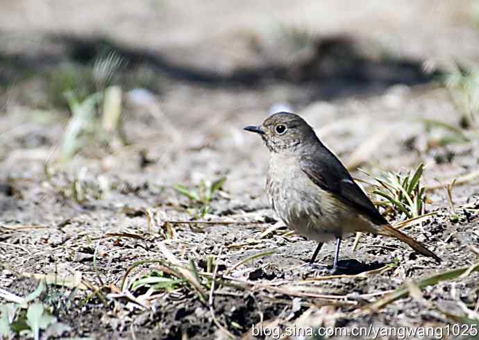 自然和谐的日坛公园（北红尾鸲）