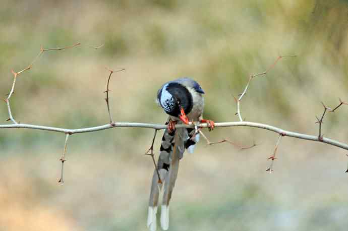 红嘴蓝鹊（11）