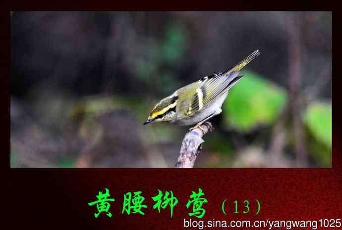 黄腰柳莺（13）