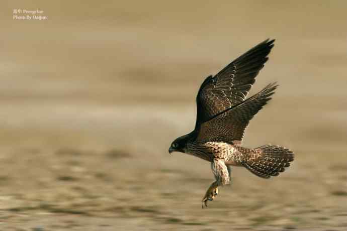 游隼（Peregrine）