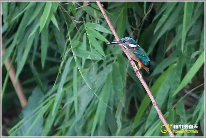 记录鈥満中佧l鈥潯菊掌