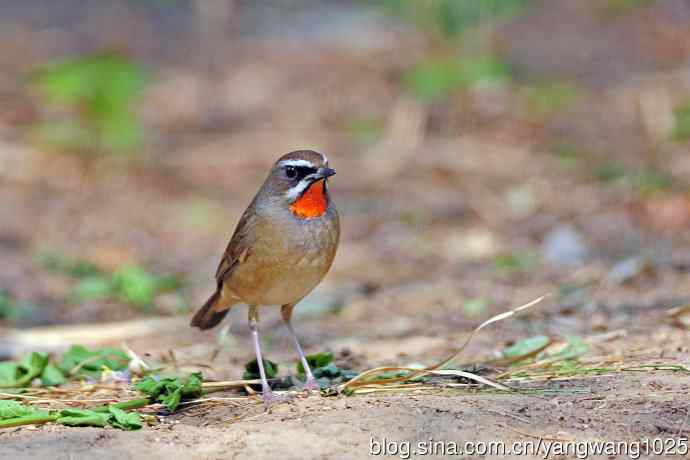 雄性红喉歌鸲（18）