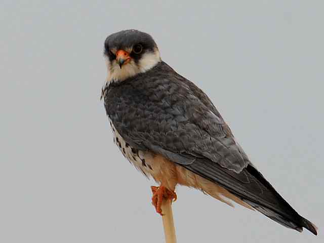 野鸭湖：阿穆尔隼与普通燕鸻