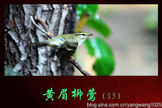黄眉柳莺（15）