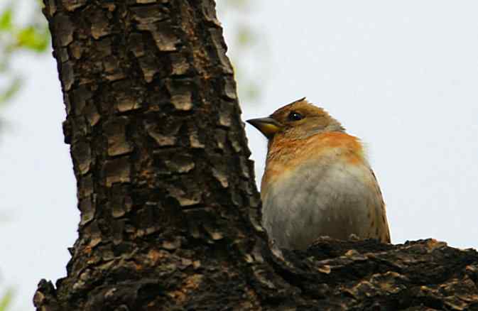 植物园初识柳莺金翅
