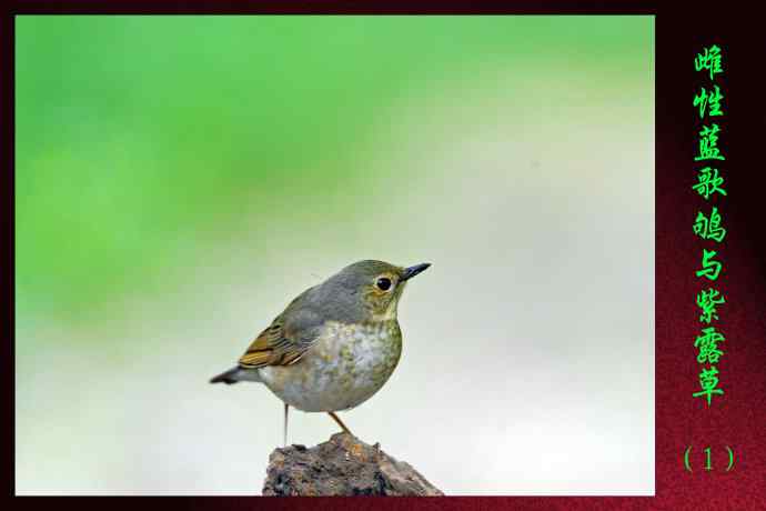 雌性蓝歌鸲与紫露草（1）