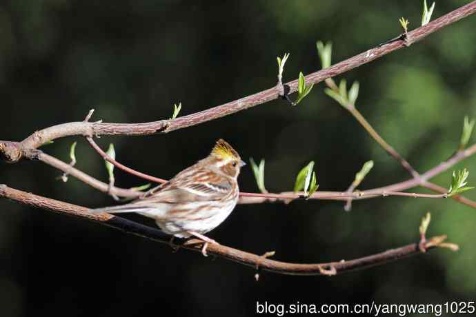 雌性黄喉鹀(14) 雌性黄喉鹀(14)