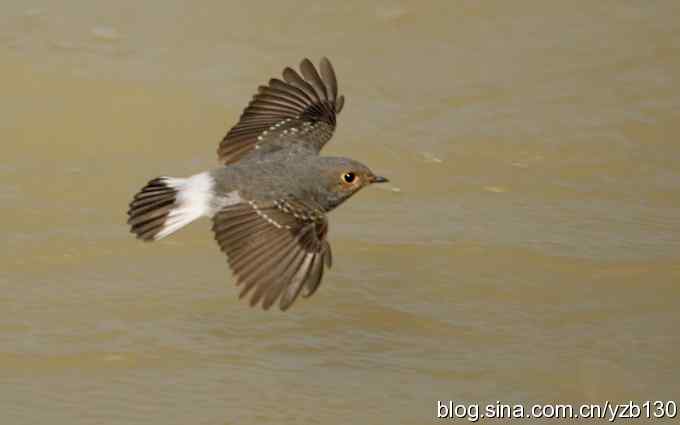 全方位观察红尾水鸲（组图）