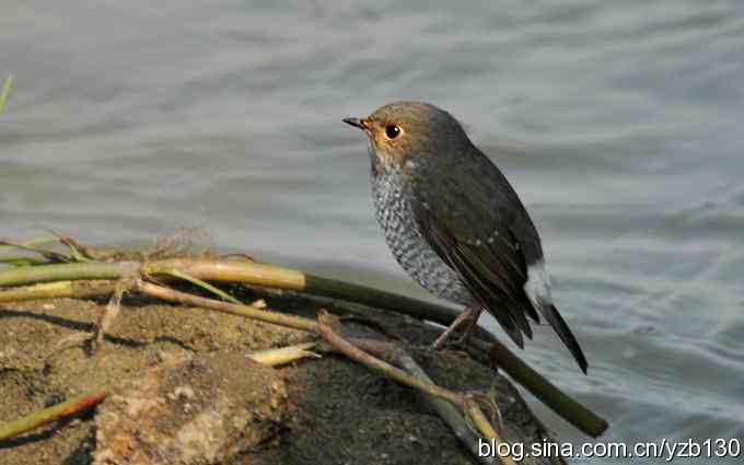 全方位观察红尾水鸲（组图）