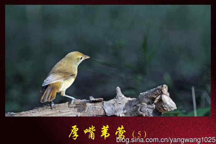 厚嘴苇莺（5）