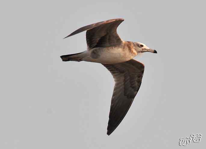 河北乐亭&nbsp;wbr路&nbsp;wbr新进账的鸟儿