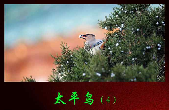 太平鸟(4) 太平鸟(4)