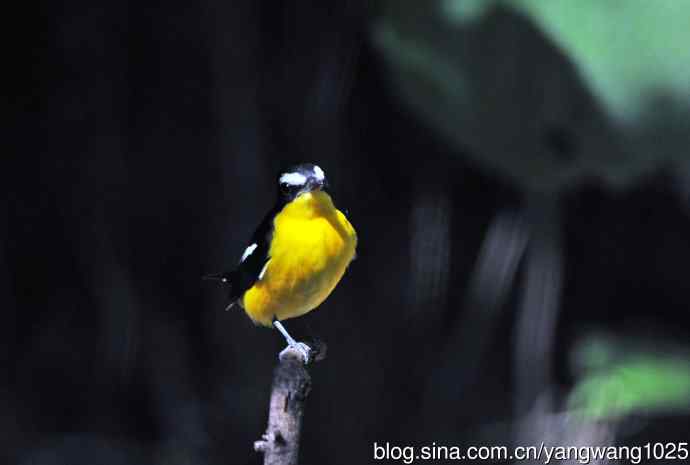 雄性白眉姬鹟（7）