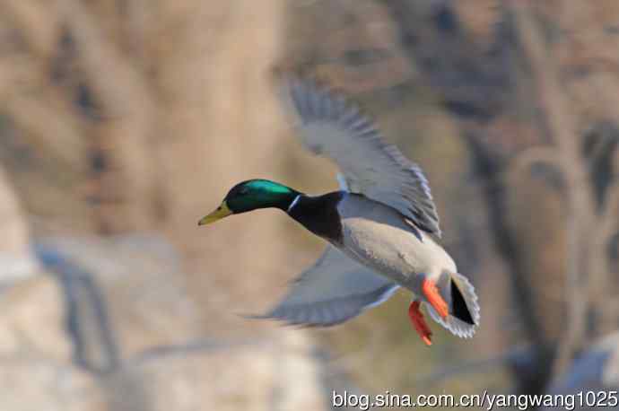 降落瞬间的绿头鸭（习作）1