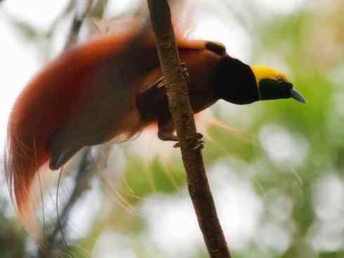 美丽无罪:雀鸟之极乐鸟 美丽无罪:雀鸟之极乐鸟