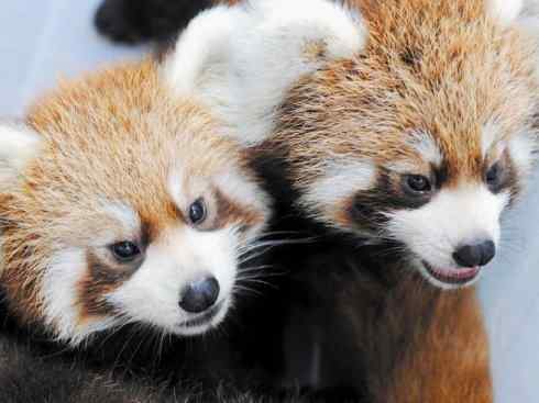 动物世界：山寨还是原创？