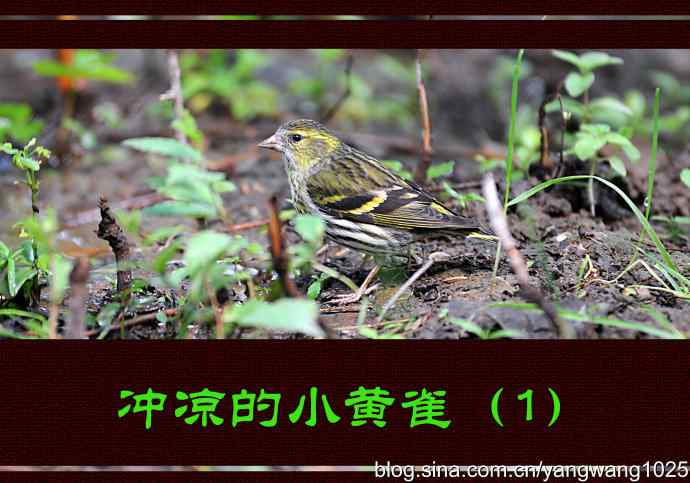 北京天坛公园的鸟类——冲凉的小黄雀（1）