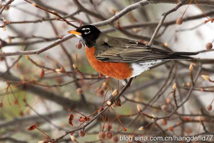 冬日里的北美知更鸟