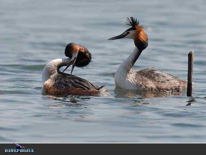凤头.相恋在春花绽放时