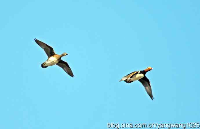 鸳鸯（库存片）