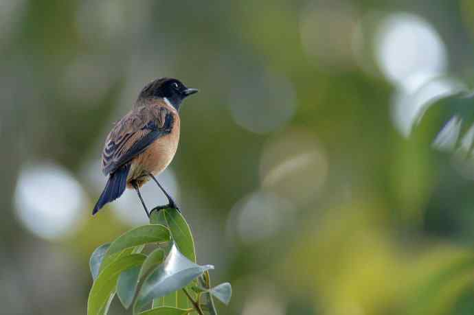 近几天拍到的鸟（拍鸟季来了鈥斺敼！）