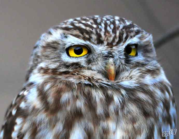 白河峡谷的纵纹腹小鸮