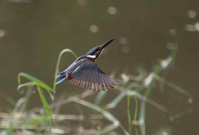 220.可爱小翠--飞姿图