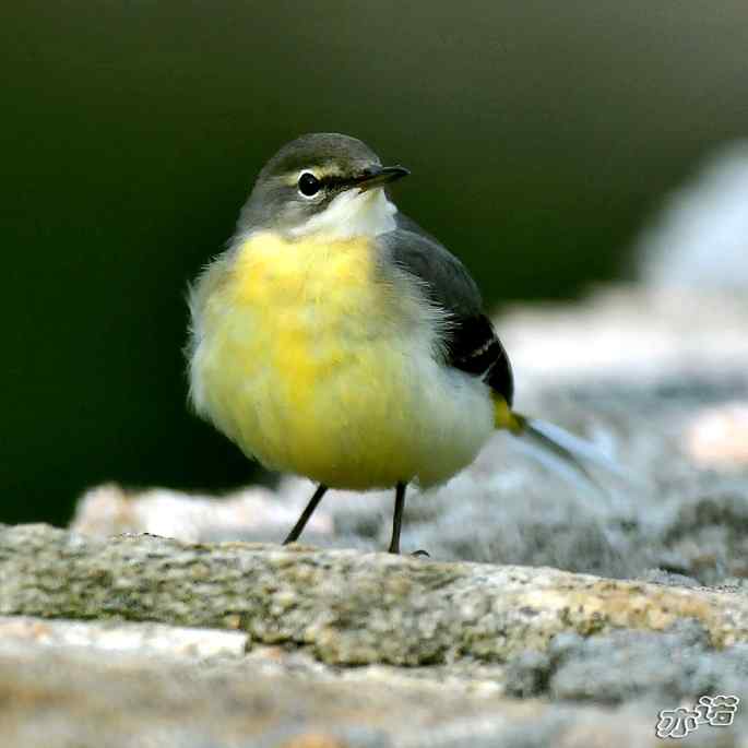 河北平山&nbsp;wbr路&nbsp;wbr灰鹡鸰