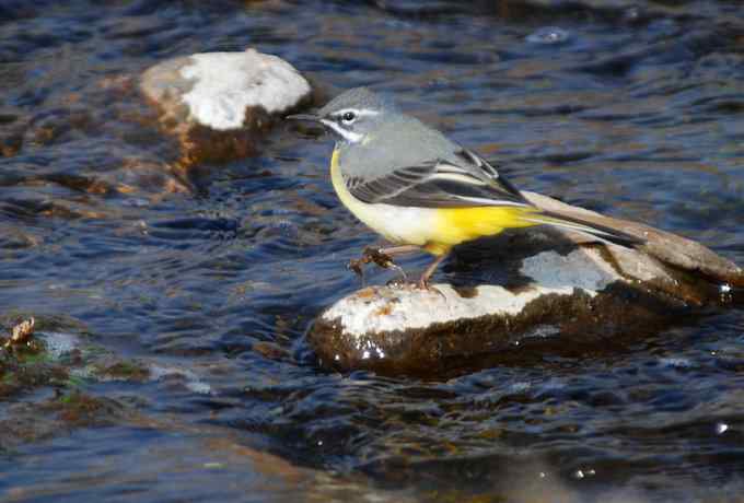怀沙河鸟调 怀沙河鸟调