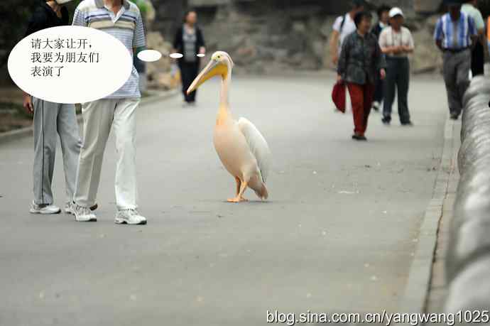 登陆巡游（纪实故事）