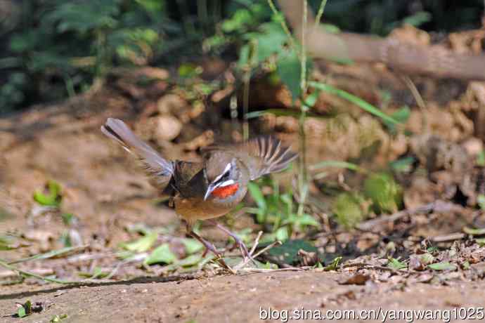 雄性红喉歌鸲（21）