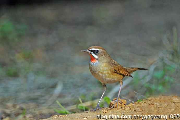 雄性红喉歌鸲（22）