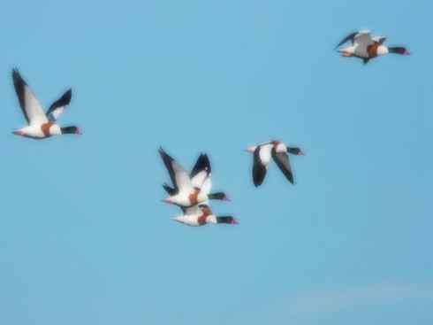 自然奇观：动物大迁徙(游禽)